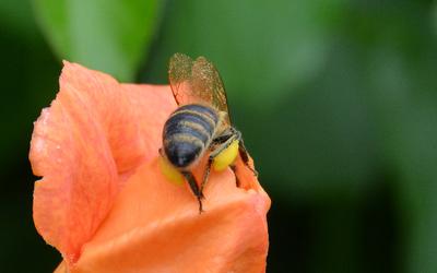 /images/2014-07-30-bienen/DSC_1783_v1.thumbnail.JPG