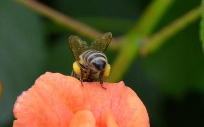/images/2014-07-30-bienen/DSC_1806_v1.thumbnail.JPG