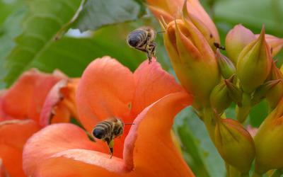 /images/2014-07-30-bienen/DSC_1810_v1.thumbnail.JPG