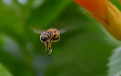 /images/2014-07-30-bienen/DSC_1816_v1.thumbnail.JPG