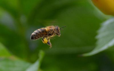 /images/2014-07-30-bienen/DSC_1817_v1.thumbnail.JPG