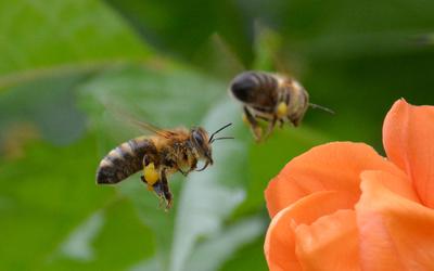 /images/2014-07-30-bienen/DSC_1822_v1.thumbnail.JPG