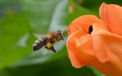 /images/2014-07-30-bienen/DSC_1824_v1.thumbnail.JPG
