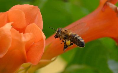 /images/2014-07-30-bienen/DSC_1838_v1.thumbnail.JPG