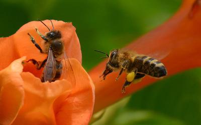/images/2014-07-30-bienen/DSC_1866_v1.thumbnail.JPG