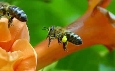 /images/2014-07-30-bienen/DSC_1867_v1.thumbnail.JPG