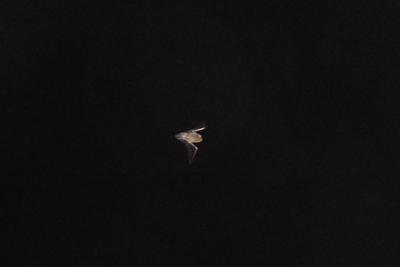 /images/2016-09-14-fledermaeuse/M9F_0544_v1.thumbnail.JPG