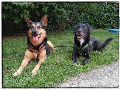 /images/2021-06-30-hunde-im-hof/896b5cca-6768-462f-8686-f5a55b6c9212.thumbnail.jpg