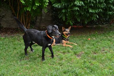 /images/2021-06-30-hunde-im-hof/M9F_9200_v2.thumbnail.JPG