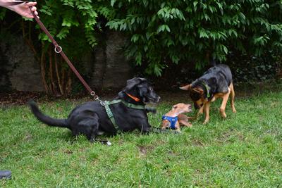 /images/2021-06-30-hunde-im-hof/M9F_9213_v2.thumbnail.JPG