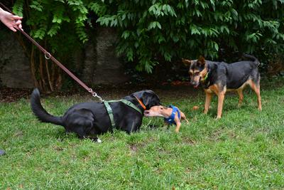 /images/2021-06-30-hunde-im-hof/M9F_9214_v2.thumbnail.JPG