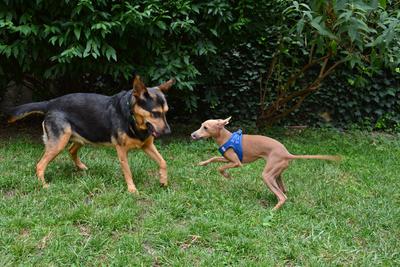 /images/2021-06-30-hunde-im-hof/M9F_9219_v2.thumbnail.JPG