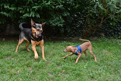/images/2021-06-30-hunde-im-hof/M9F_9220_v2.thumbnail.JPG