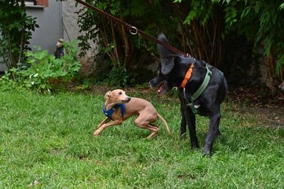 /images/2021-06-30-hunde-im-hof/M9F_9225_v2.thumbnail.JPG