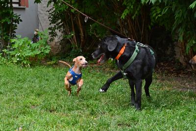 /images/2021-06-30-hunde-im-hof/M9F_9226_v2.thumbnail.JPG