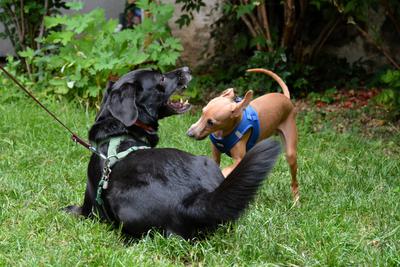 /images/2021-06-30-hunde-im-hof/M9F_9234_v2.thumbnail.JPG