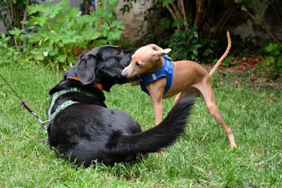 /images/2021-06-30-hunde-im-hof/M9F_9235_v2.thumbnail.JPG