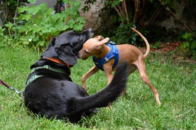 /images/2021-06-30-hunde-im-hof/M9F_9236_v2.thumbnail.JPG