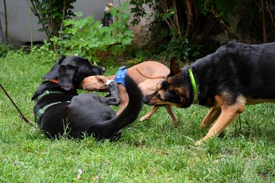 /images/2021-06-30-hunde-im-hof/M9F_9237_v2.thumbnail.JPG