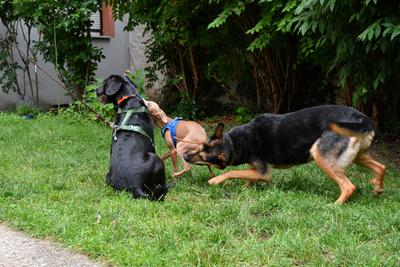 /images/2021-06-30-hunde-im-hof/M9F_9242_v2.thumbnail.JPG