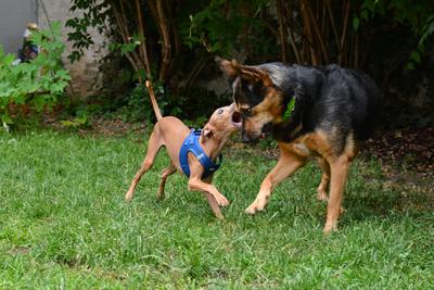 /images/2021-06-30-hunde-im-hof/M9F_9244_v2.thumbnail.JPG