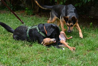 /images/2021-06-30-hunde-im-hof/M9F_9253_v2.thumbnail.JPG