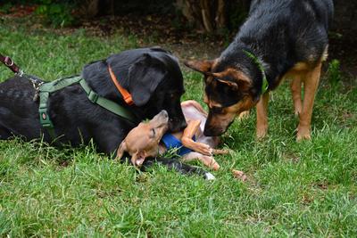 /images/2021-06-30-hunde-im-hof/M9F_9254_v2.thumbnail.JPG