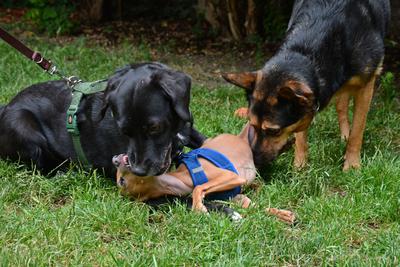 /images/2021-06-30-hunde-im-hof/M9F_9256_v2.thumbnail.JPG