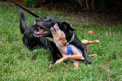/images/2021-06-30-hunde-im-hof/M9F_9258_v2.thumbnail.JPG
