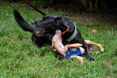 /images/2021-06-30-hunde-im-hof/M9F_9260_v2.thumbnail.JPG