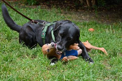 /images/2021-06-30-hunde-im-hof/M9F_9262_v2.thumbnail.JPG