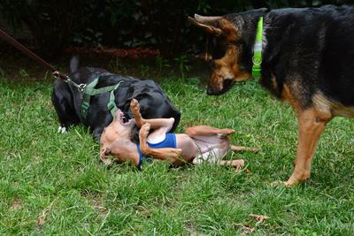/images/2021-06-30-hunde-im-hof/M9F_9270_v2.thumbnail.JPG
