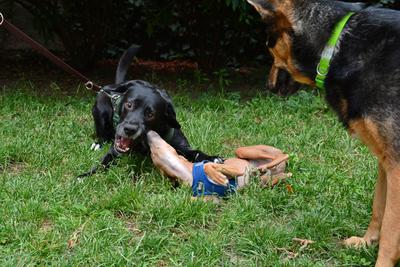 /images/2021-06-30-hunde-im-hof/M9F_9272_v2.thumbnail.JPG