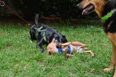 /images/2021-06-30-hunde-im-hof/M9F_9276_v2.thumbnail.JPG