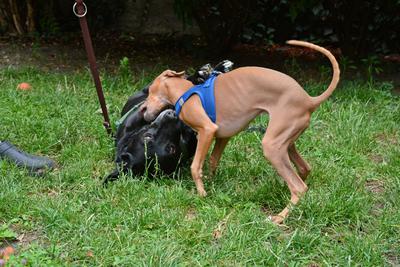/images/2021-06-30-hunde-im-hof/M9F_9278_v2.thumbnail.JPG