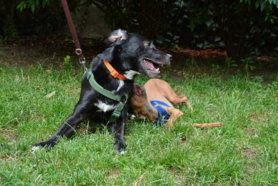 /images/2021-06-30-hunde-im-hof/M9F_9279_v2.thumbnail.JPG