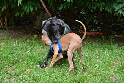 /images/2021-06-30-hunde-im-hof/M9F_9281_v2.thumbnail.JPG