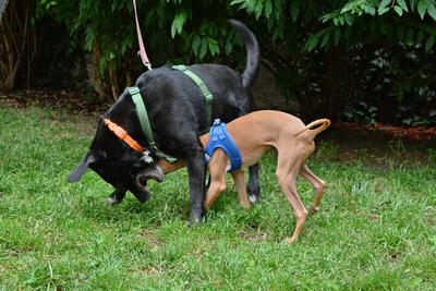 /images/2021-06-30-hunde-im-hof/M9F_9284_v2.thumbnail.JPG