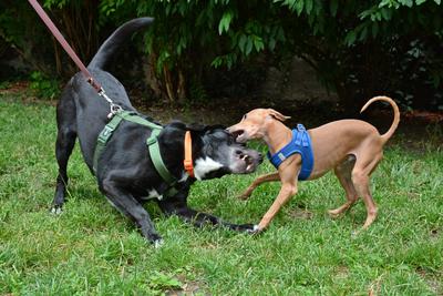 /images/2021-06-30-hunde-im-hof/M9F_9285_v2.thumbnail.JPG