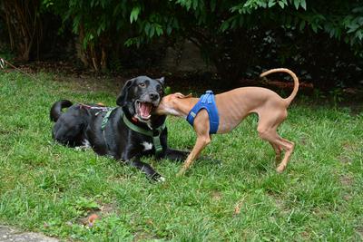 /images/2021-06-30-hunde-im-hof/M9F_9288_v2.thumbnail.JPG