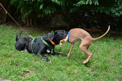 /images/2021-06-30-hunde-im-hof/M9F_9290_v2.thumbnail.JPG