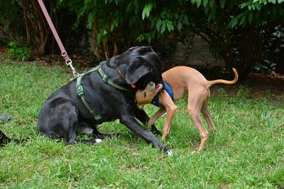 /images/2021-06-30-hunde-im-hof/M9F_9294_v2.thumbnail.JPG