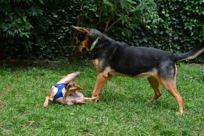 /images/2021-06-30-hunde-im-hof/M9F_9295_v2.thumbnail.JPG