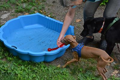 /images/2021-06-30-hunde-im-hof/M9F_9297_v2.thumbnail.JPG