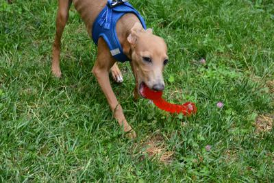 /images/2021-06-30-hunde-im-hof/M9F_9301_v2.thumbnail.JPG