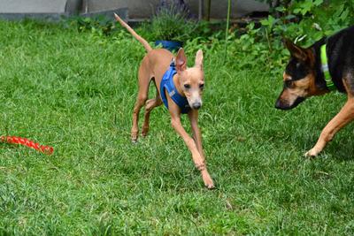 /images/2021-06-30-hunde-im-hof/M9F_9304_v2.thumbnail.JPG