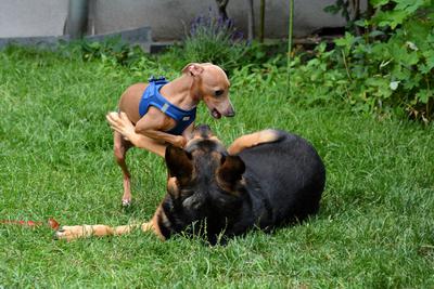 /images/2021-06-30-hunde-im-hof/M9F_9305_v2.thumbnail.JPG