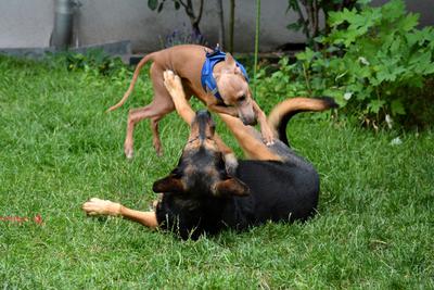 /images/2021-06-30-hunde-im-hof/M9F_9306_v2.thumbnail.JPG