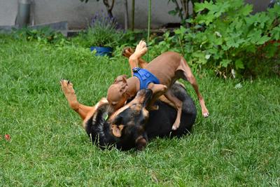 /images/2021-06-30-hunde-im-hof/M9F_9307_v2.thumbnail.JPG