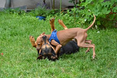 /images/2021-06-30-hunde-im-hof/M9F_9308_v2.thumbnail.JPG